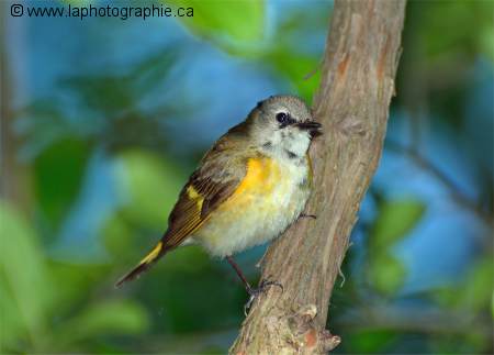 Photo d'un oiseau photographi� avec un better beamer
