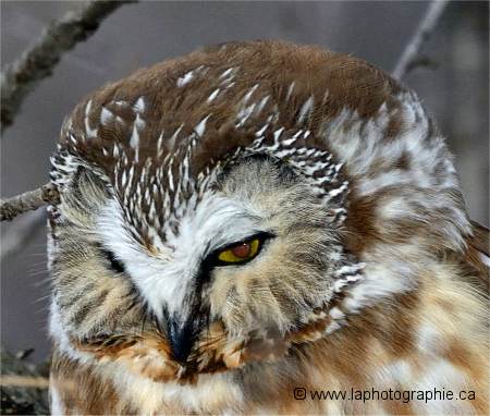 Photo d'une nyctale dont les yeux sont rouges � cause du flash