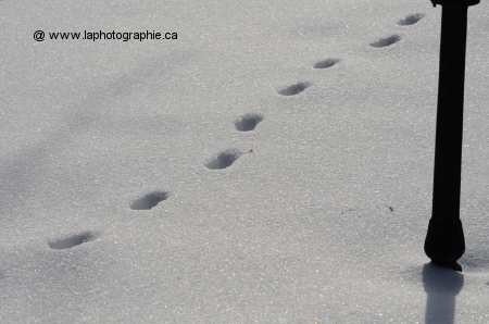 Neige photographi�e avec la balance des blancs en mode automatique