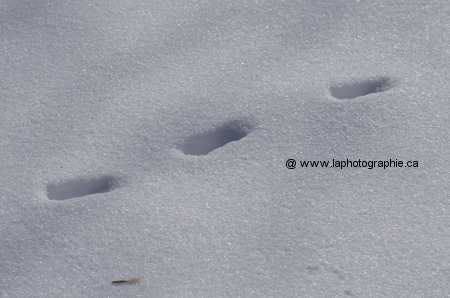 Photo apr�s ajustement du fichier RAW pour la balance de plein soleil
