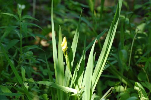 Photo en mesure matricielle