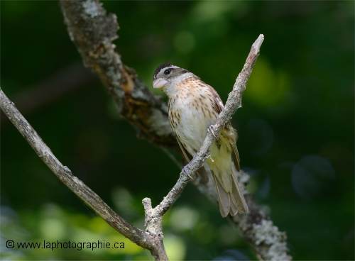 Photo en mesure Spot