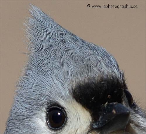 Photo de m�sange bicolore photographi�e avec la Nikon AF-S 300mm f4 VR