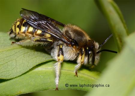 Abeille photographi�e avec l'objectif nikon micro 85mm