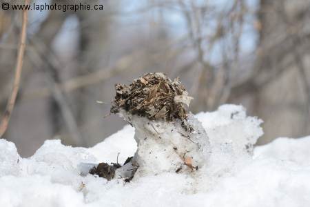 Photo � 300mm f/4 sans t�l�convertisseur