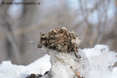 Photo avec l'ajout d'un t�l�convertisseur 1.4x qui donne 420mm et f/5.6