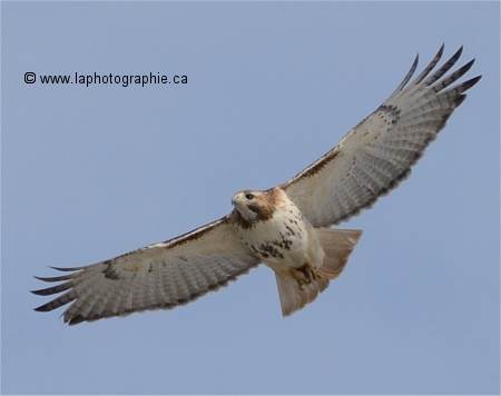 Photo de buse avec +.07 EV de correction