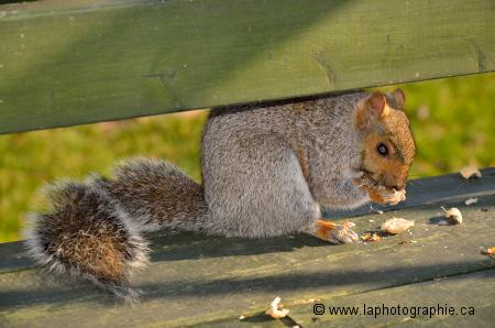 Photo du m�me �cureuil au soleil prise avec le flash