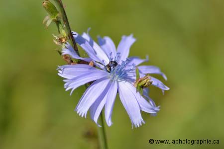 Photographie d'une Fleur faite � f/3.5 pour un piqu� uniforme