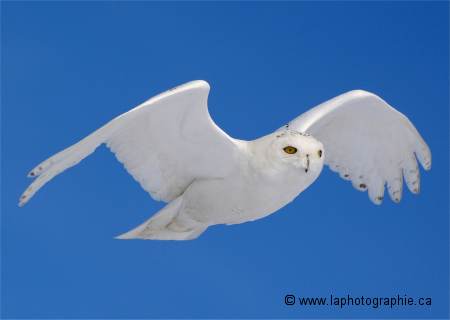 Harfang photographi� en vol � 300mm, 1/2500, f/5, � ISO 100