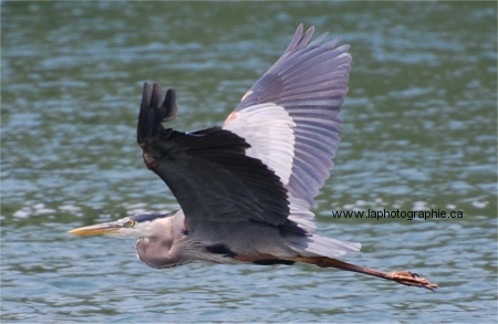 Photo d'un h�ron en vol prise � 300mm, f/5.6, 1/1000, � ISO 400