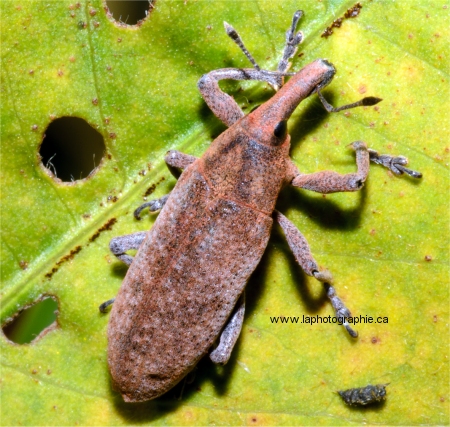 Photo macro d'un charan�on