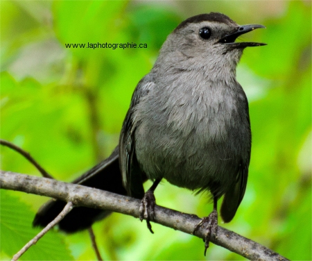 Photo d'un moqueur chat prise � 300mm, f/6.3, 1/125, � ISO 400